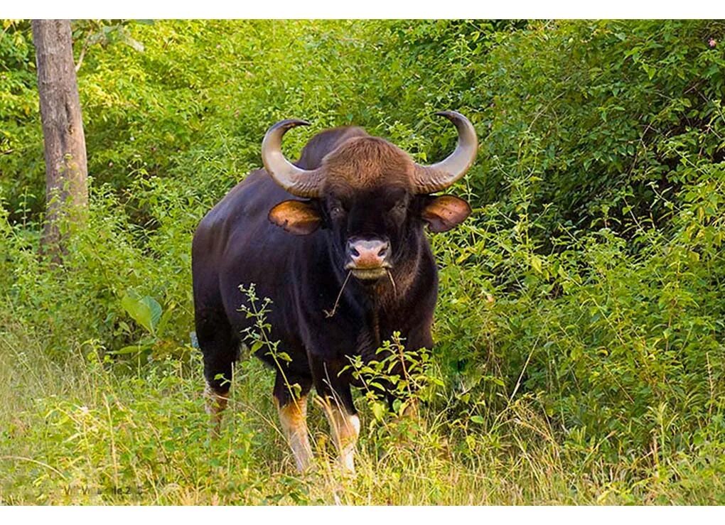 Дикий бык 5. Дикий бык Гаур. Гаур Полорогие. Гаур в Индии. Гаур корова.