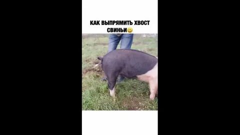 Зачем коровам крутят хвосты