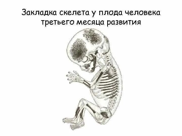 Скелет ребенка отличается от скелета взрослого человека. Формирование скелета у плода. скелет эмбриона человека.