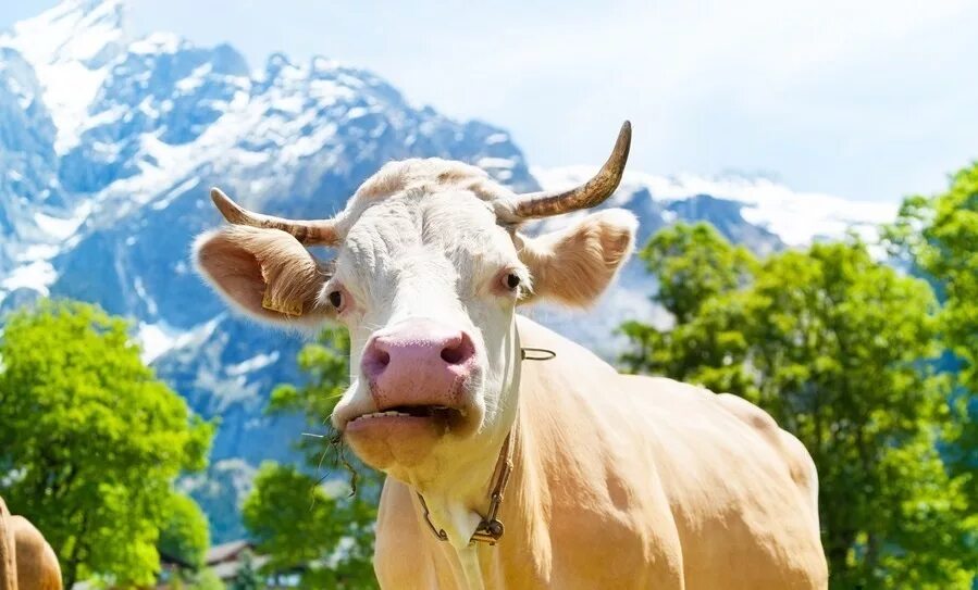 У коровы нет жвачки что делать. Корова. Корова жует жвачку. Жвачные животные домашние.