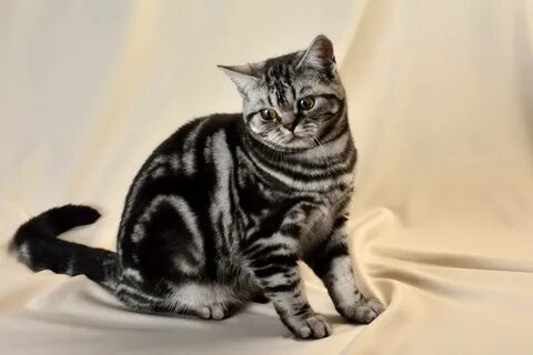 Полный окрас