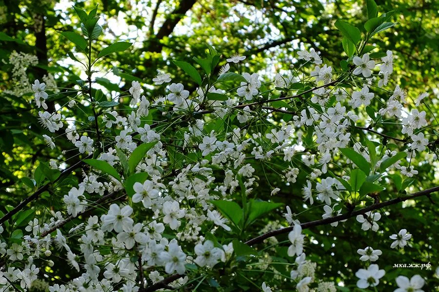 Месяц май автор. Белоснежный май. Зеленый месяц май. Фон май. Последний месяц весны.