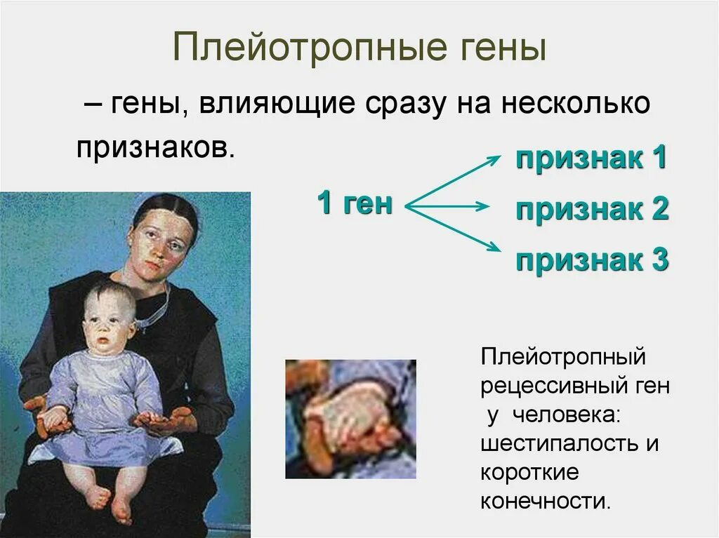 Плейотропное действие генов. Плейотропность у человека. Плейотропия генов. Плейотропия в генетике это.