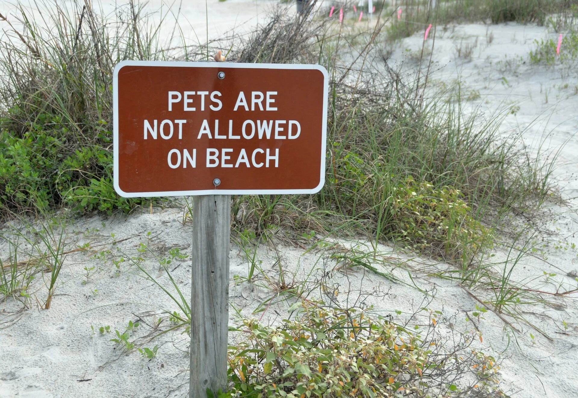 Pets are not allowed. Allowed картинки фото. Animal Beach sign. No animals allowed. It s not allowed