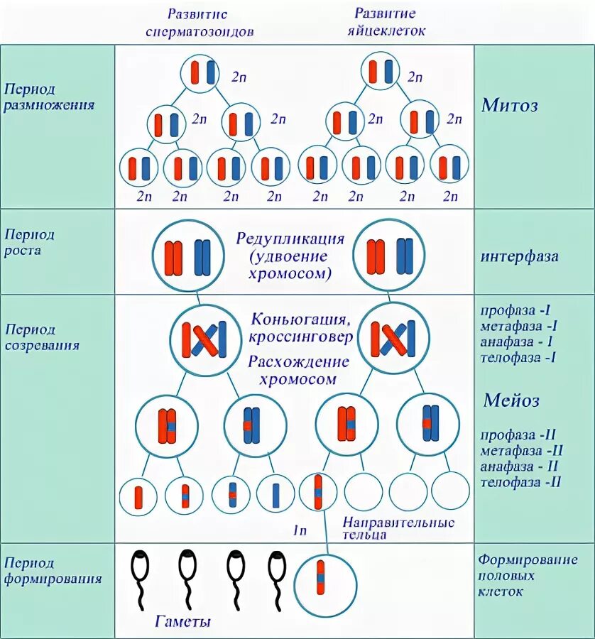 Набор хромосом у животных. Хромосомы в животной клетке количество. Структура и функции хромосом кратко. Хромосома как носитель наследственной информации. Формы хромосом.