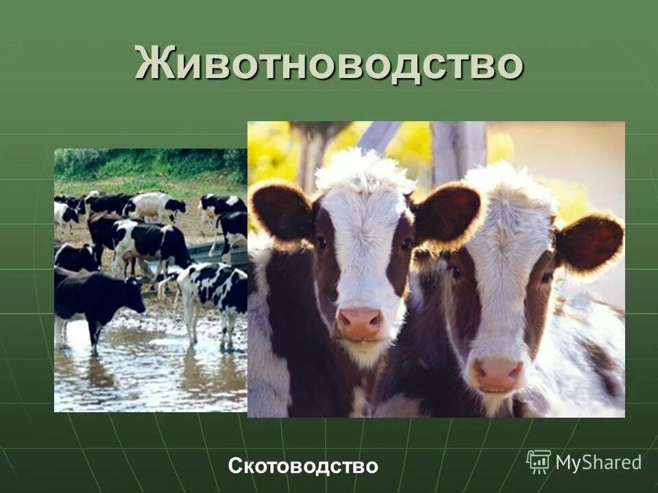 Окр мир животноводство тест. Животноводство презентация. Сельское хозяйство животноводство. Скотоводство проект. Презентация на тему животноводство.