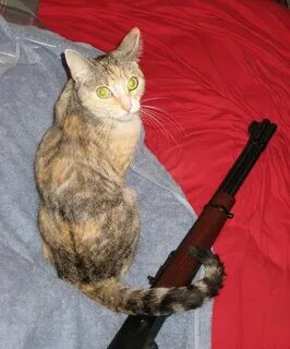 Опасные кошки
