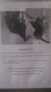 Куда пропадают коты
