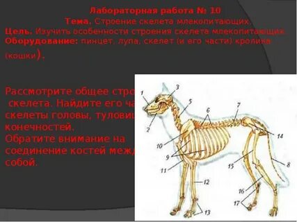 Значение опорно двигательной системы млекопитающих