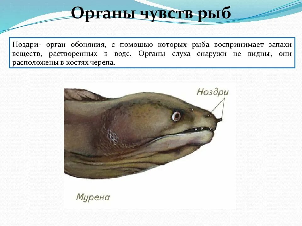 Особый орган чувств боковая линия. Органы чувств рыб строение. Органы обоняния у рыб. Строение органа обоняния рыбы. Органы осязания у рыб.