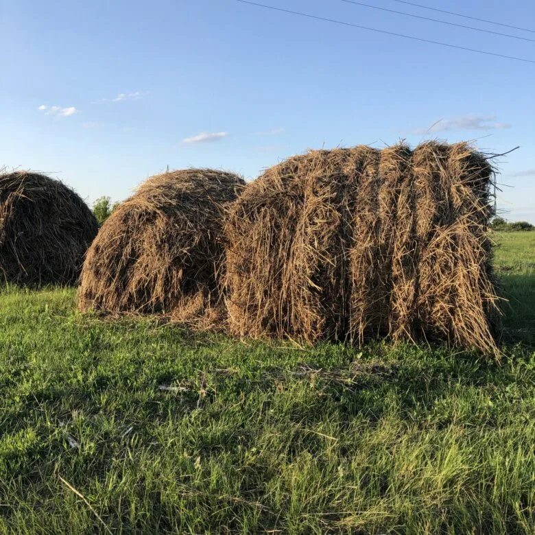 Сено омская область. Сено в рулонах. Тюк сена. 100 Тюков сена. Сено продажа.