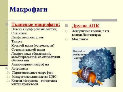 Макрофаги количество