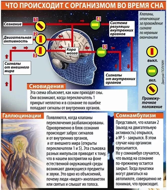 Процессы происходящие во сне. Что происходит во время сна. Что происходит во время сновидения. Что происходит с организмом во сне.