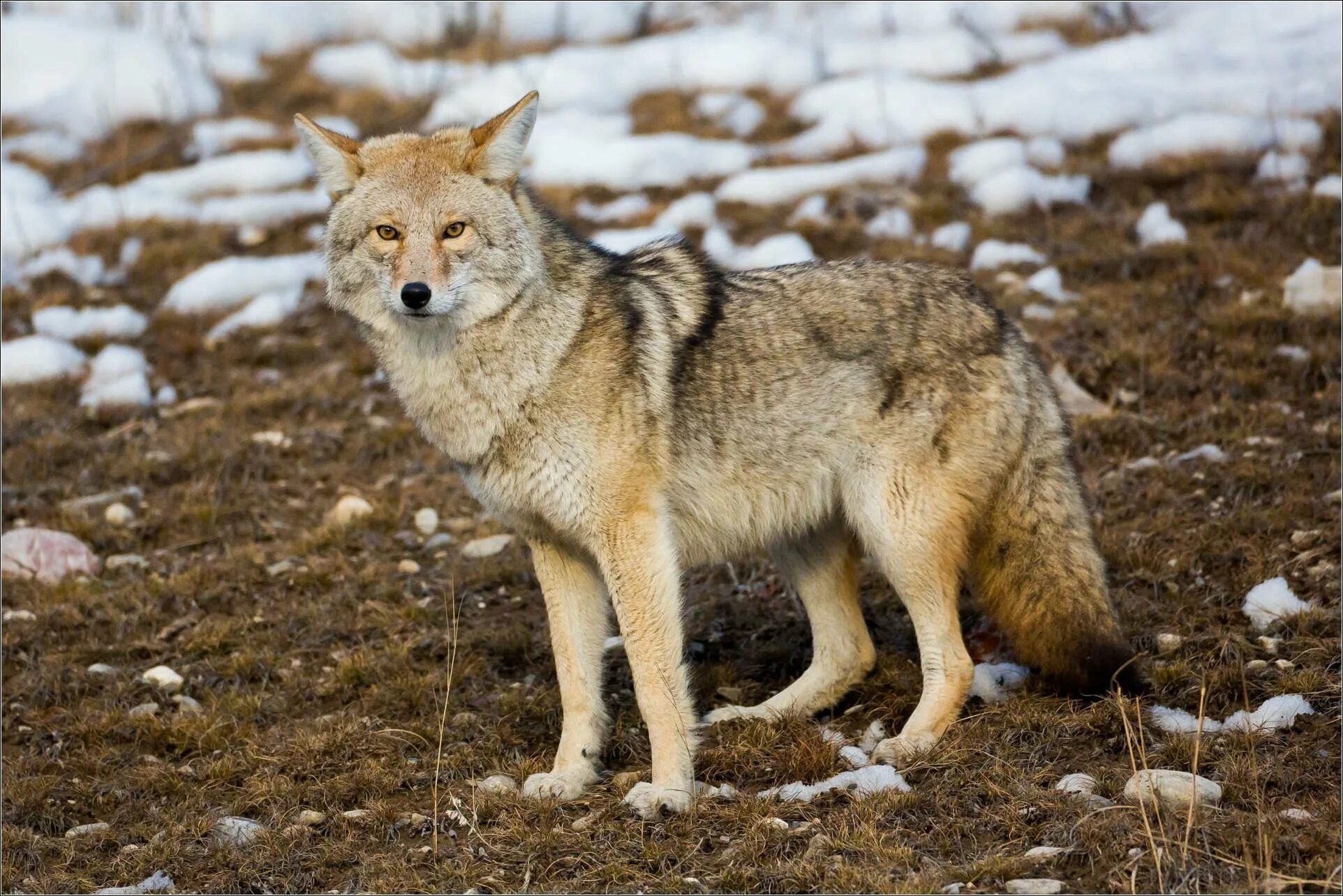 Северные хищные животные. Койот Северной Америки. Луговой волк canis Latrans. Животный мир Северной Америки койот. Койот Степной волк.