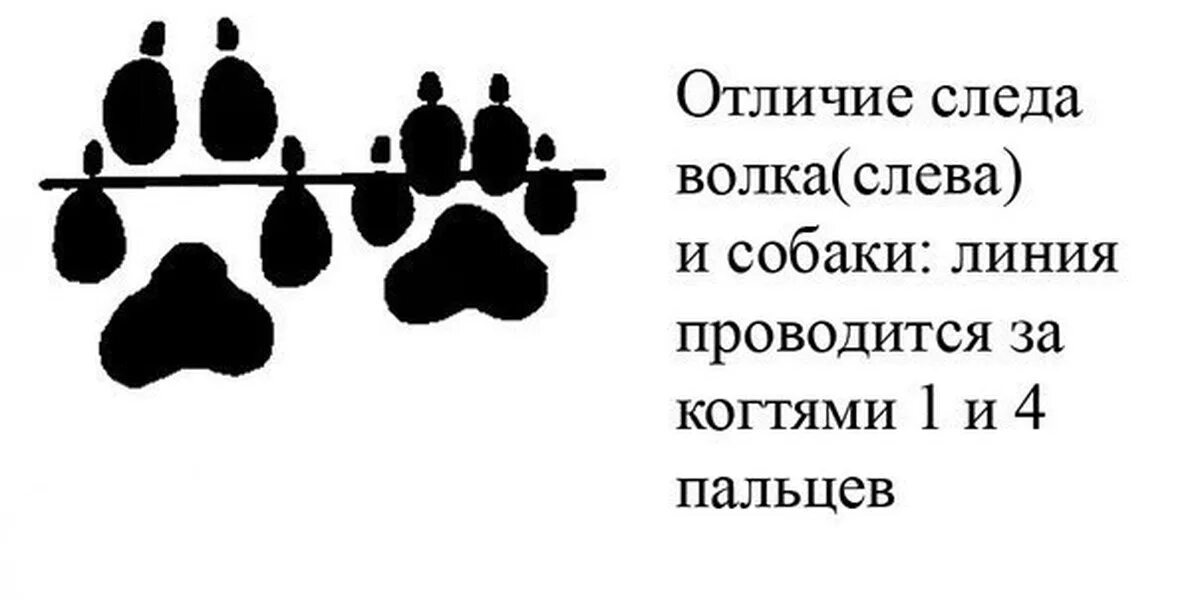 Чем отличается волчий след от собачьего. Отличие следа волка от собаки. как отличить волчий след от собачьего. отличие волчьих следов от собачьих. отличие следа волка от следа собаки.