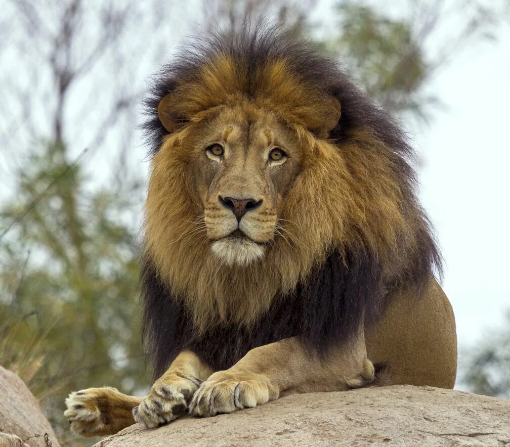 Слух льва. Конголезский лев. Слух льва. Морда льва. Львы в саванне.