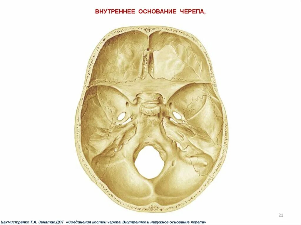 Области основания черепа. Кость основания черепа. Хрящевое основание черепа. Внутреннее основание черепа. Основание черепа анатомия.