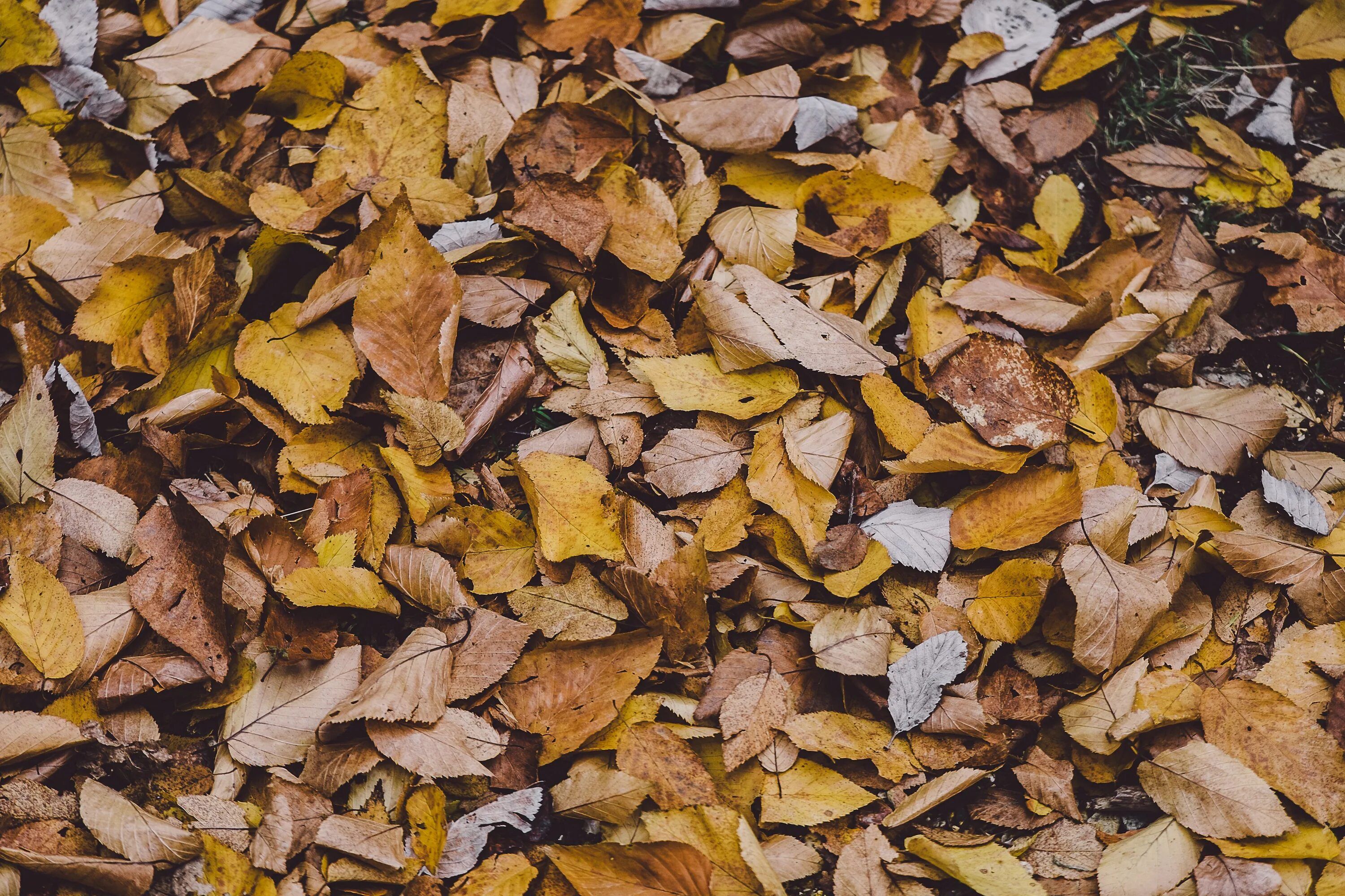 Листья на земле. Куча осенних листьев. Сухие листья. Сухая листва. Ворох желтых листьев