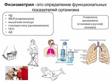 Жизненная емкость легких сила мышц