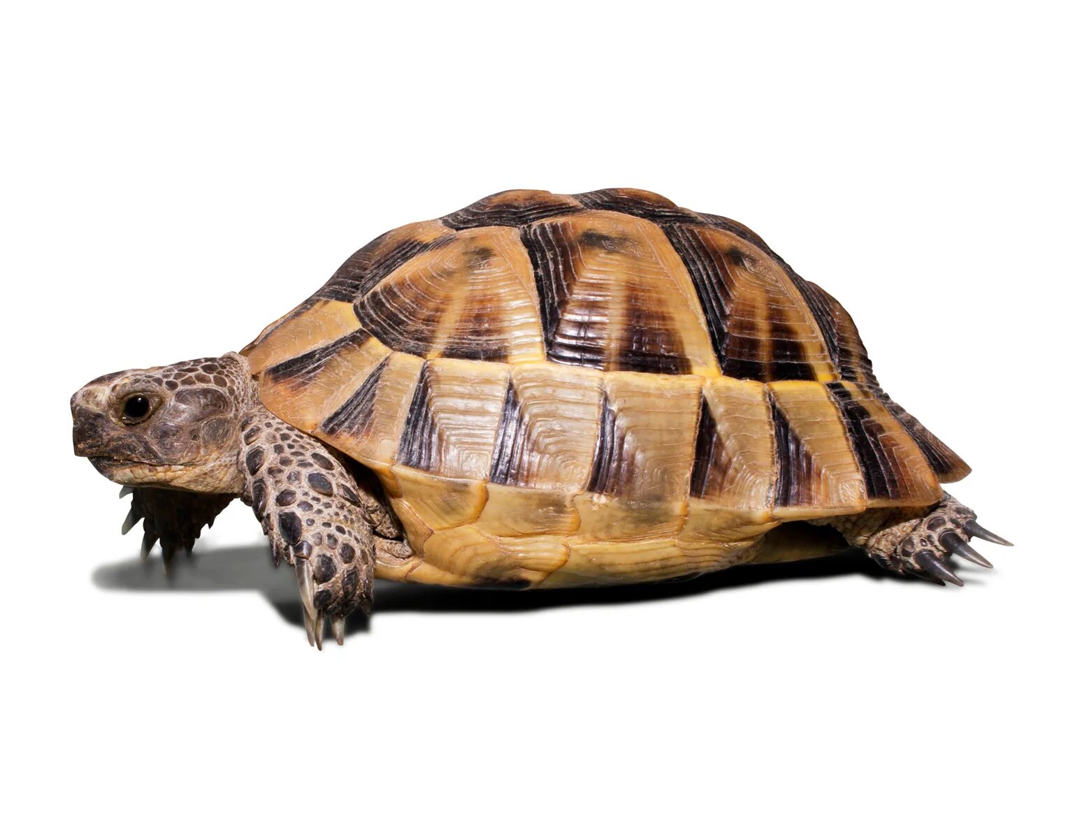 Красноухая пресноводная черепаха. Черепахе 7 лет. Черепаха рисунок раскраска. Черепахе 7 лет. Черепахе 7 лет.