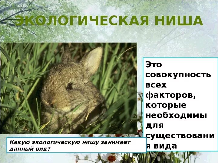 Экологическая ниша. Описания экологической ниши организма. План описания экологической ниши. Экологическая ниша примеры. Описание экологической ниши организма.