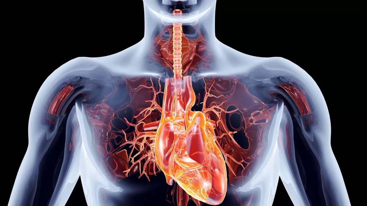 Здоровые органы человека. Внутренние органы человека сердце.
