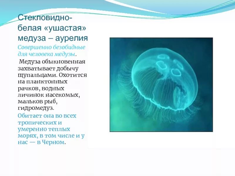 Медуза информация. Медуза аурелия обыкновенная. медуза аурелия классификация. стекловидно-белая «ушастая» медуза – аурелия. медуза аурелия среда обитания.