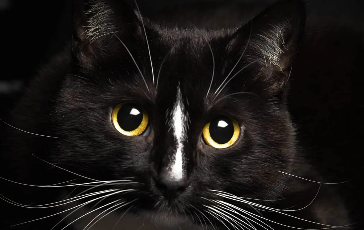 Чёрный кот. Черные коты. Большой черный кот. Красивая черная кошка.
