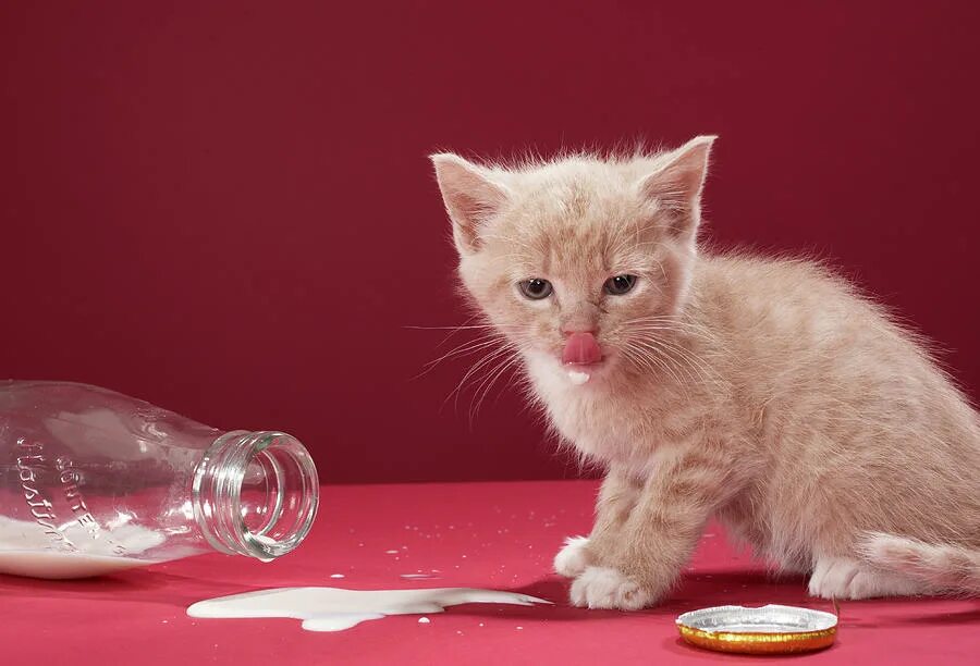 Сколько котята пьют молоко. Котенок разлил молоко. Котенок лакает молоко. Котенок пьет молоко. Котенок пьет молочко.