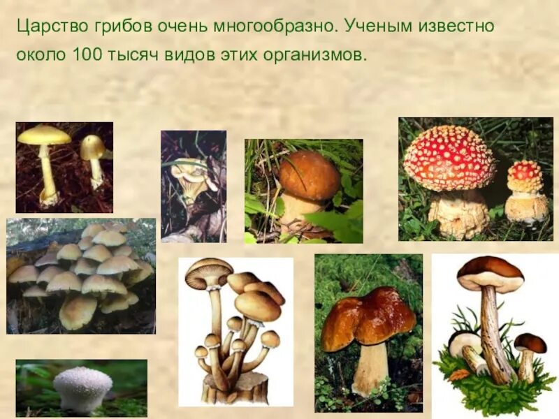 К какому царству относятся грибы 5 класс. Царство грибы. Царство грибы названия. Царство царство грибов. Тема царство грибов.