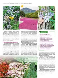 Подкормка флоксов до цветения