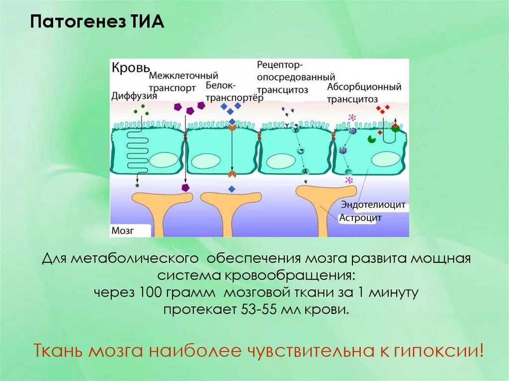 Транзиторная ишемия. Транзиторная ишемическая атака патогенез. Патогенез транзиторно ишемической атаки. Патогенез Тиа. Транзиторные ишемические атаки (Тиа): патогенез.