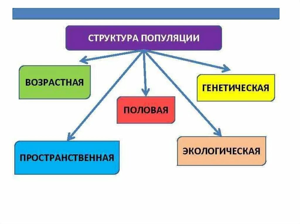 Популяция характеризуется структурой. Состав популяции схема. Охарактеризуйте основные типы структуры популяций. Структура попупуляции это. Популяция структура популяции.