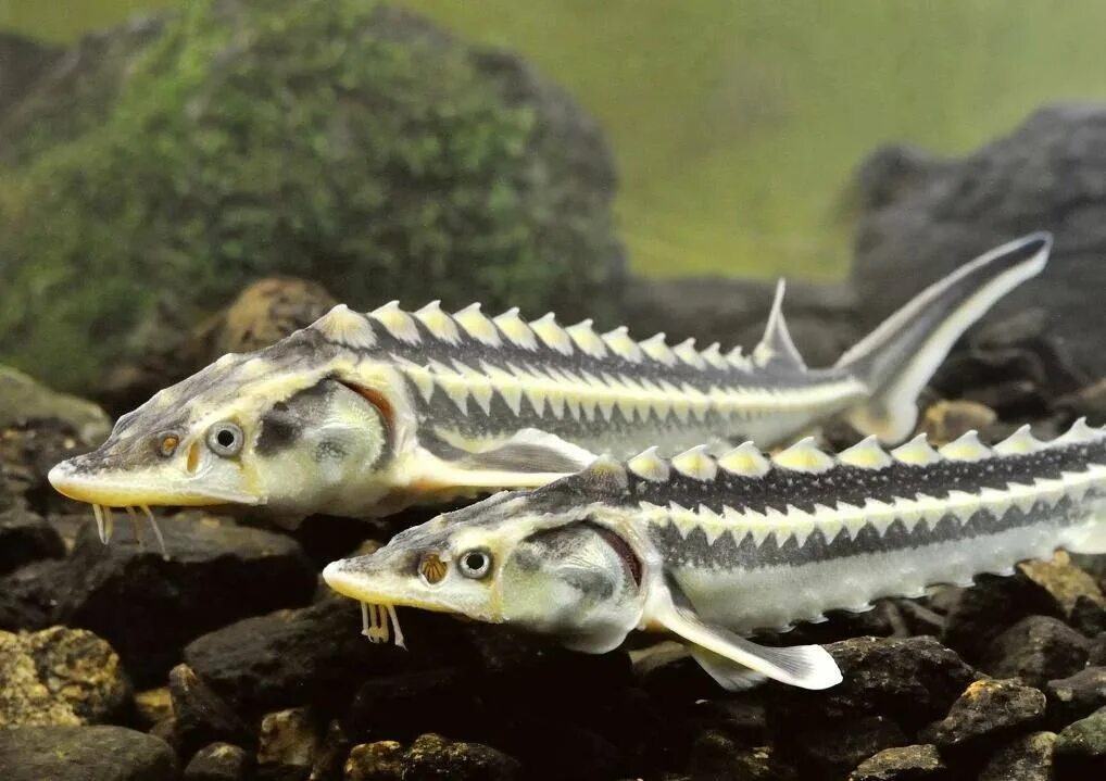Авито осетр. Осетрообразные севрюга. севрюга (acipenser stellatus). сибирский осётр осетровые. каспийский осетр.