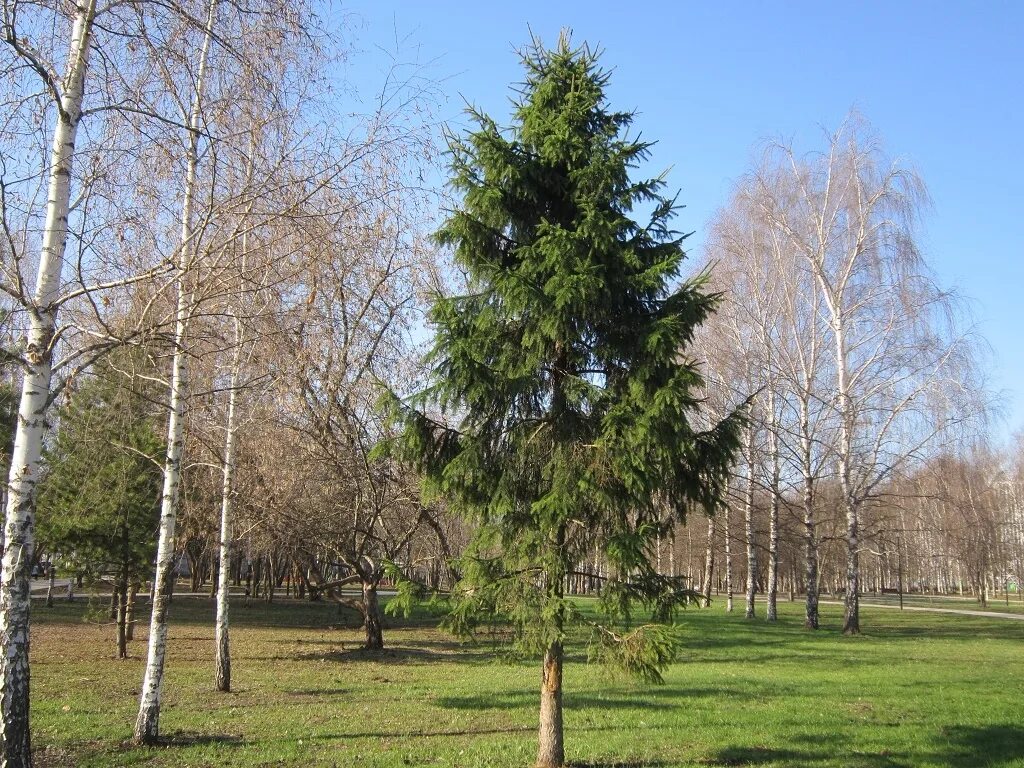 Елочка осенью. Елка и береза. Елка в березово. Сосны и ели осенью. Березовая елка.