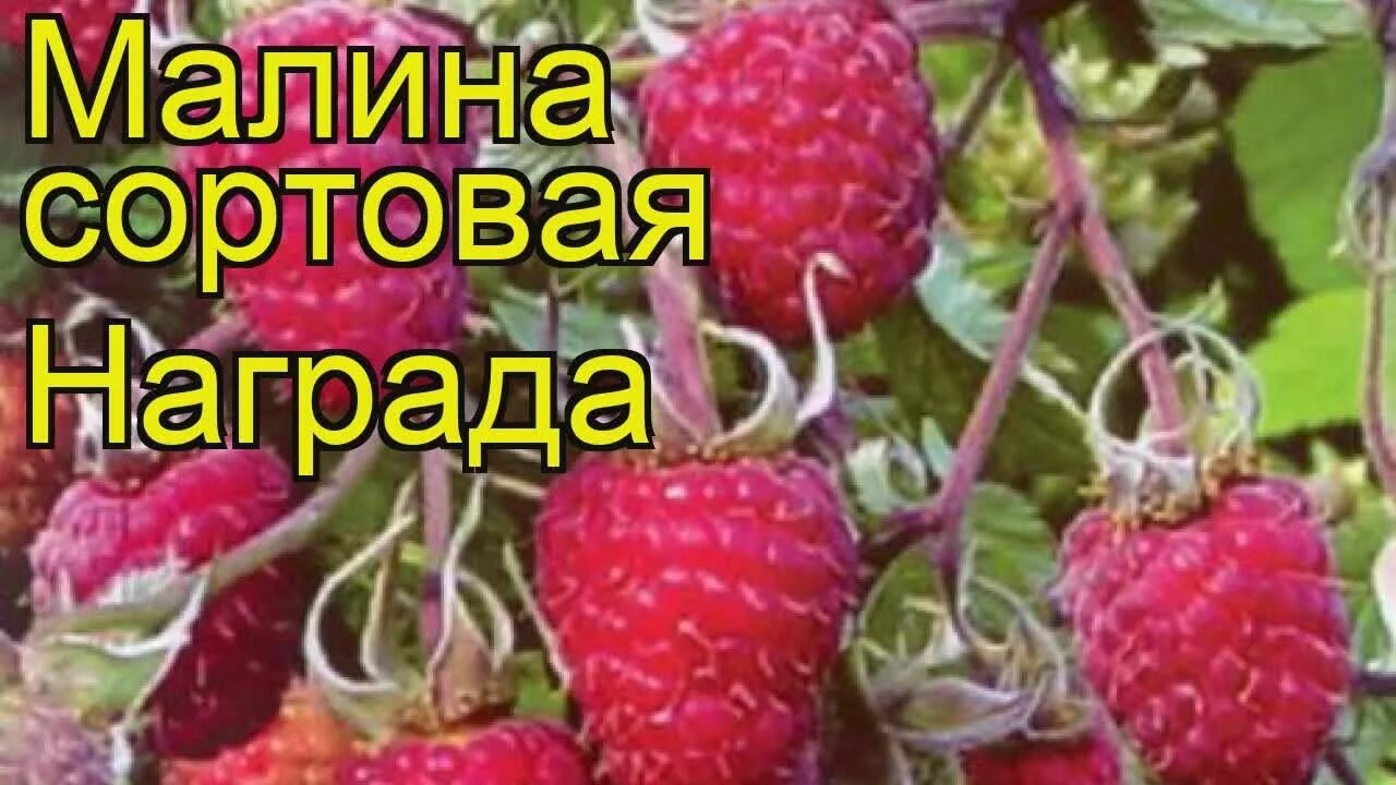 Малина награда. Сорт малины награда. Саженцы малины бабье лето. Малина награда описание. Малина награда описание сорта фото.