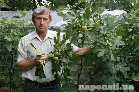 Инжир в подмосковье выращивание в открытом