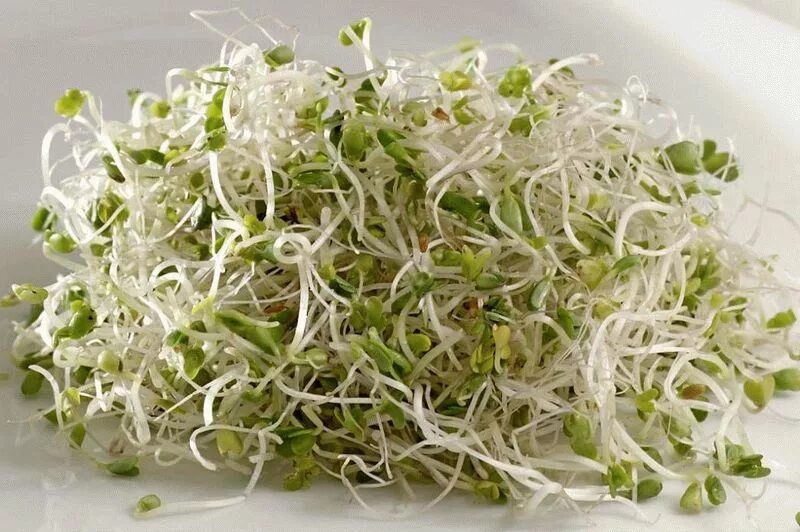 Микрозелень брокколи семена. Микрозелень брокколи семена. Микрозелень брокколи. Пророщенные семена брокколи. Как растет брокколи.