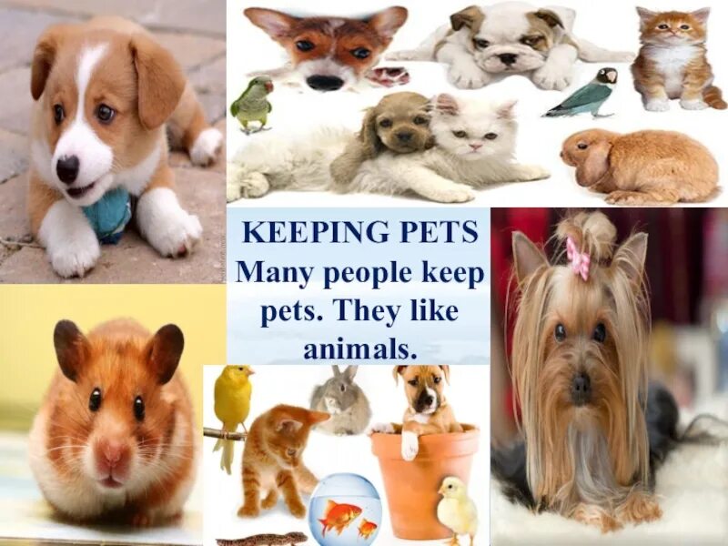 Keeping pets listen. Тема keeping Pets. Тема по английскому keeping Pets. Keep a Pet. People keep Pets.