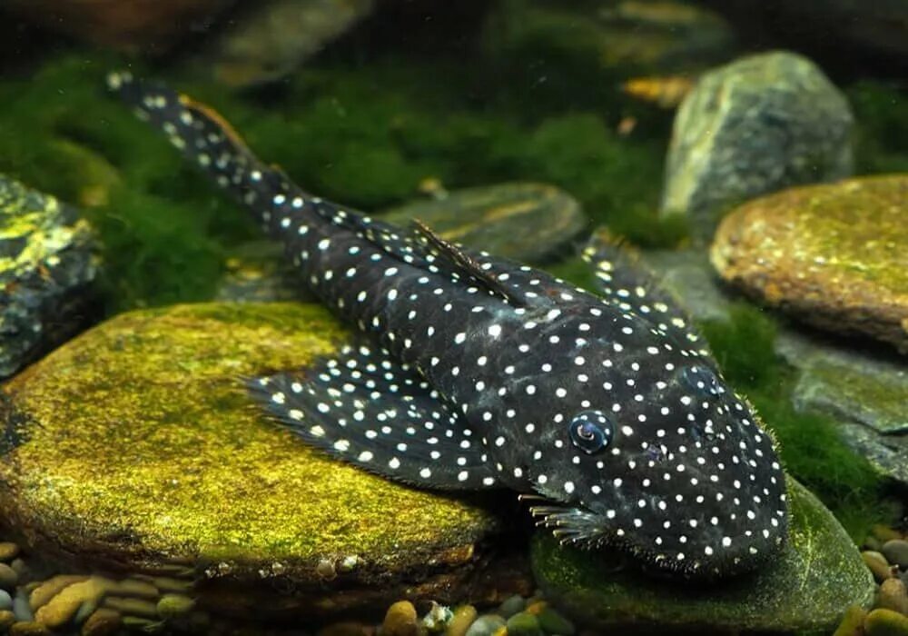 Сканворды для печати тещин язык. Дальневосточная рыба 4 буквы сканворд. Ласкирь морской карась. Рыбы речные и морские с названиями. Наполеон губан.