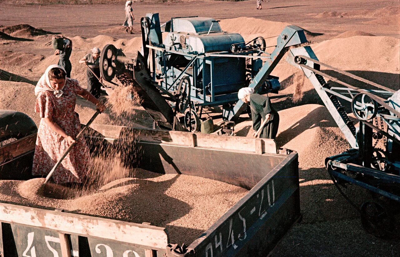 Целина 1954 хрущев. Целинная земля 6. Целинная земля 6. Целина 1954 хрущев. Конкурс молодой хозяин земли.