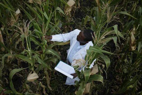Plant breeding
