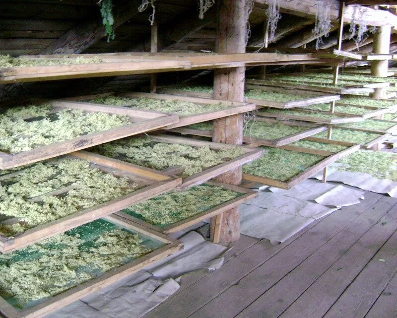 Лекарственные травы сушатся. Сушилка для лекарственных трав. Заготовка лекарственных трав. Сушилка для трав. Заготовка и сушка лекарственных растений.