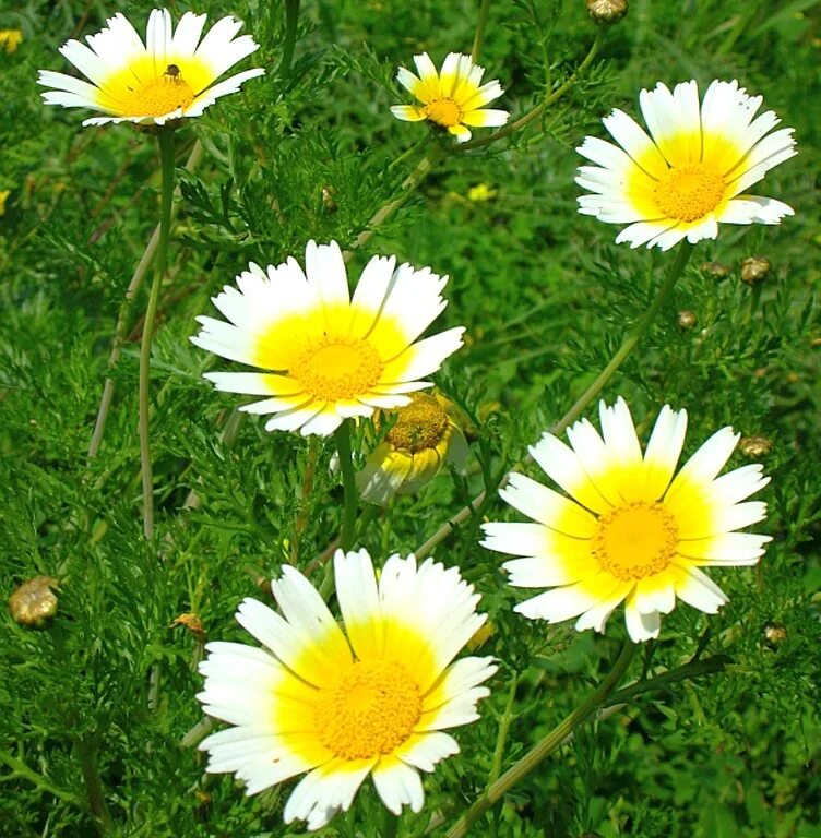 Хризантема овощная. Овощная хризантема кикубари. Хризантема овощная. Семена овощей семко. Хризантема салатная.