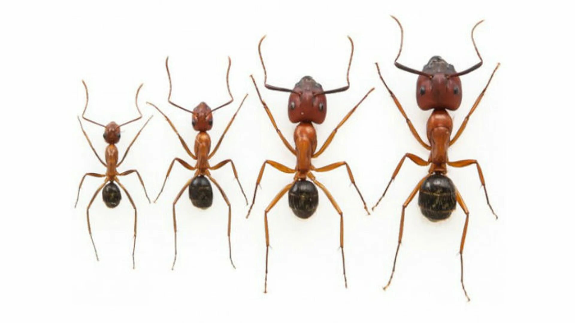 Сколько лап у муравья. Муравьи iq. the ants ижевск. 1000 муравьев у девушки в волосах. ай кью у муравья.