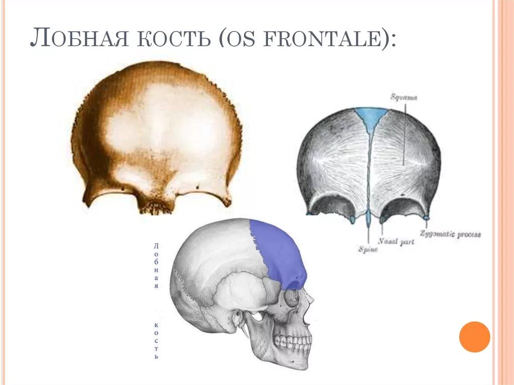 Анатомия лобной кости черепа. Лобная кость черепа анатомия. Лобная кость Синельников. Строение лобной кости черепа.