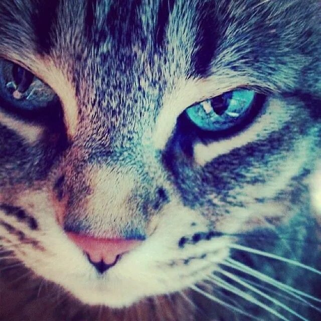 Кот аватар. Кот аватар