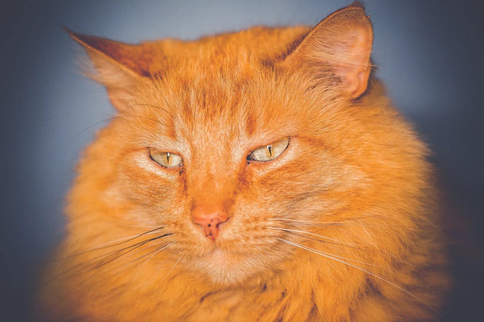 Цвет рыжего кота. Рыжий кот. рыжая кошка. ярко рыжая кошка. морда рыжего кота.