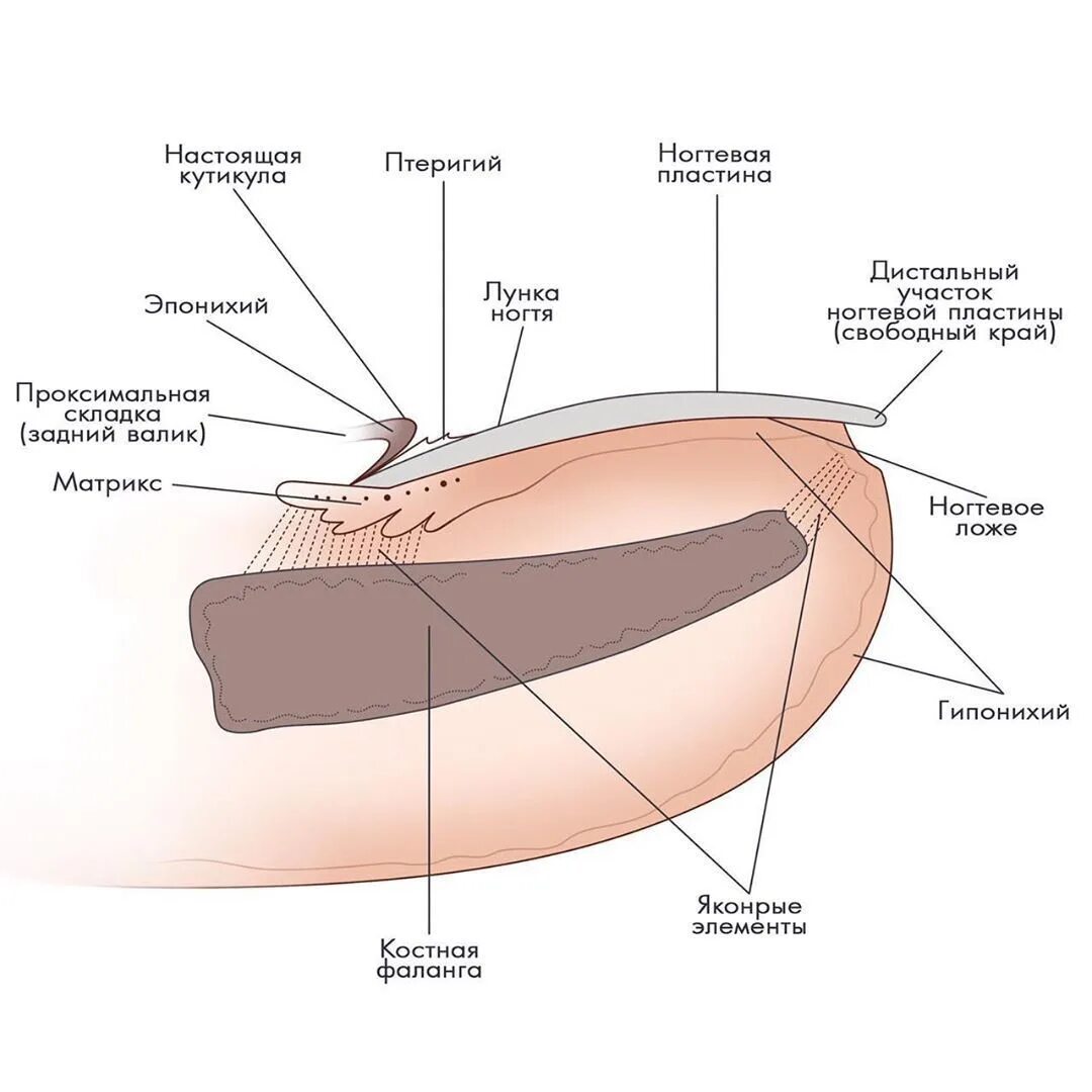 Ногтевая структура. Строение ногтевой пластины слои ногтя. Ноготь строение анатомия схема. Строение ногтевой пластины схема. Анатомическое строение ногтевого аппарата.