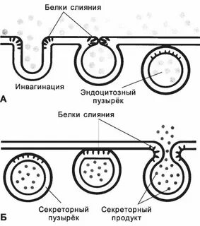 Модификации пузырька